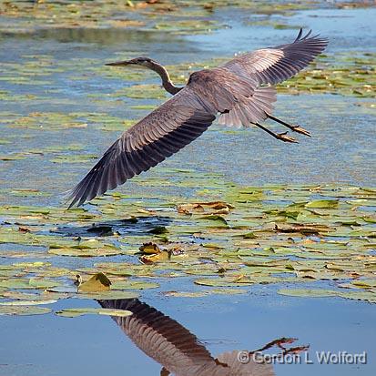 Heron In Flight_22174.jpg - Great Blue Heron (Ardea herodias) photographed at Baxter Conservation Area near Kars, Ontario, Canada.